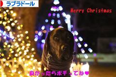 にほんブログ村 犬ブログ ラブラドールへ