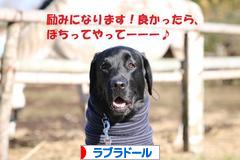 にほんブログ村 犬ブログ ラブラドールへ