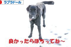 にほんブログ村 犬ブログ ラブラドールへ