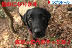 にほんブログ村 犬ブログ ラブラドールへ