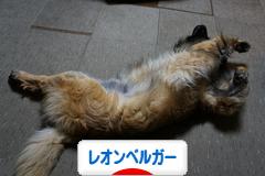 にほんブログ村 犬ブログ レオンベルガーへ