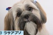 にほんブログ村 犬ブログ ラサアプソへ