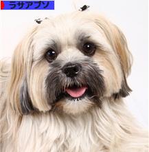 にほんブログ村 犬ブログ ラサアプソへ