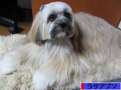 にほんブログ村 犬ブログ ラサアプソへ