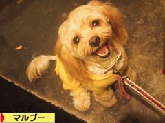 にほんブログ村 犬ブログ マルプーへ