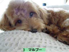 にほんブログ村 犬ブログ マルプーへ