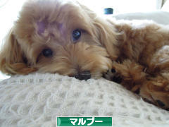 にほんブログ村 犬ブログ マルプーへ