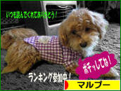 にほんブログ村 犬ブログ マルプーへ