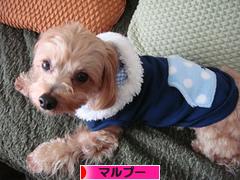 にほんブログ村 犬ブログ マルプーへ