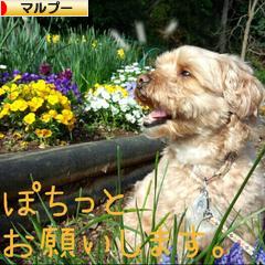 にほんブログ村 犬ブログ マルプーへ