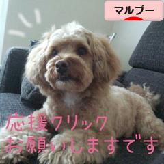 にほんブログ村 犬ブログ マルプーへ