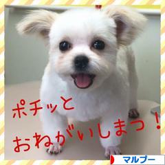にほんブログ村 犬ブログ マルプーへ