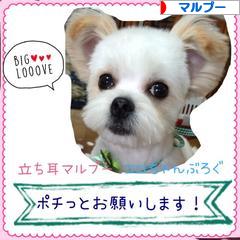 にほんブログ村 犬ブログ マルプーへ