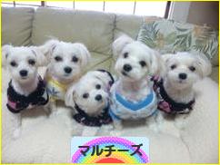 にほんブログ村 犬ブログ マルチーズへ