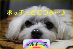にほんブログ村 犬ブログ マルチーズへ