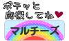 にほんブログ村 犬ブログ マルチーズへ