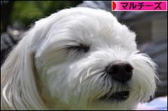 にほんブログ村 犬ブログ マルチーズへ