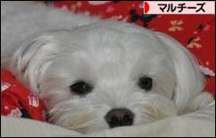 にほんブログ村 犬ブログ マルチーズへ