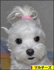 にほんブログ村 犬ブログ マルチーズへ