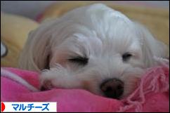 にほんブログ村 犬ブログ マルチーズへ