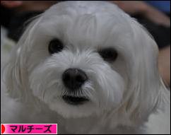 にほんブログ村 犬ブログ マルチーズへ