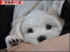 にほんブログ村 犬ブログ マルチーズへ