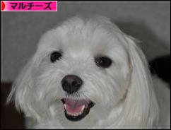にほんブログ村 犬ブログ マルチーズへ