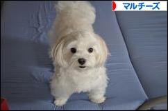 にほんブログ村 犬ブログ マルチーズへ