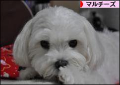 にほんブログ村 犬ブログ マルチーズへ