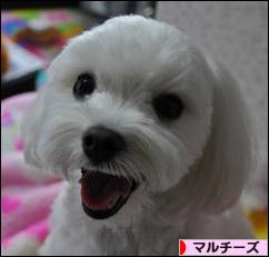 にほんブログ村 犬ブログ マルチーズへ