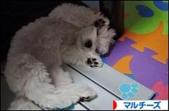 にほんブログ村 犬ブログ マルチーズへ