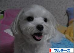 にほんブログ村 犬ブログ マルチーズへ