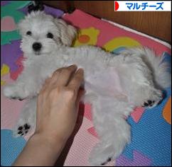 にほんブログ村 犬ブログ マルチーズへ