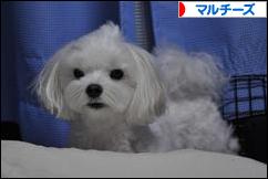 にほんブログ村 犬ブログ マルチーズへ