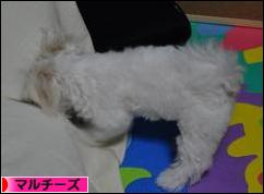 にほんブログ村 犬ブログ マルチーズへ
