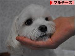 にほんブログ村 犬ブログ マルチーズへ