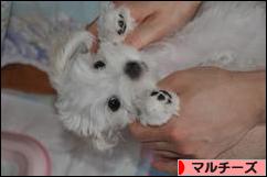 にほんブログ村 犬ブログ マルチーズへ