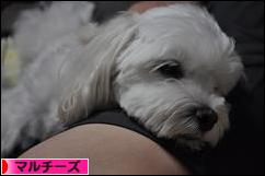 にほんブログ村 犬ブログ マルチーズへ