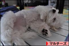 にほんブログ村 犬ブログ マルチーズへ
