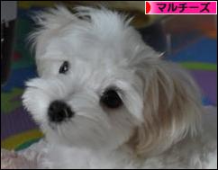 にほんブログ村 犬ブログ マルチーズへ