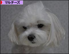 にほんブログ村 犬ブログ マルチーズへ