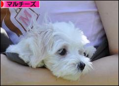 にほんブログ村 犬ブログ マルチーズへ
