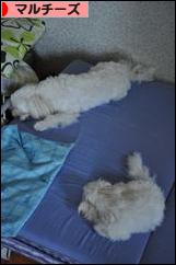 にほんブログ村 犬ブログ マルチーズへ