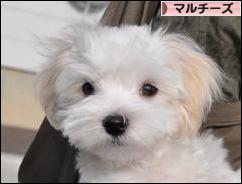 にほんブログ村 犬ブログ マルチーズへ