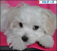 にほんブログ村 犬ブログ マルチーズへ