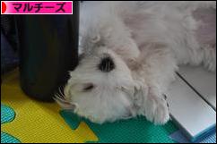 にほんブログ村 犬ブログ マルチーズへ