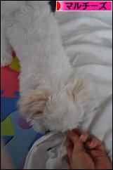 にほんブログ村 犬ブログ マルチーズへ
