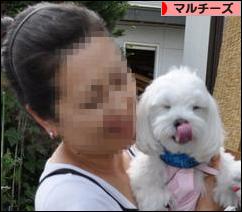 にほんブログ村 犬ブログ マルチーズへ