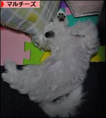 にほんブログ村 犬ブログ マルチーズへ