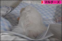 にほんブログ村 犬ブログ マルチーズへ